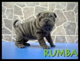 Rumba